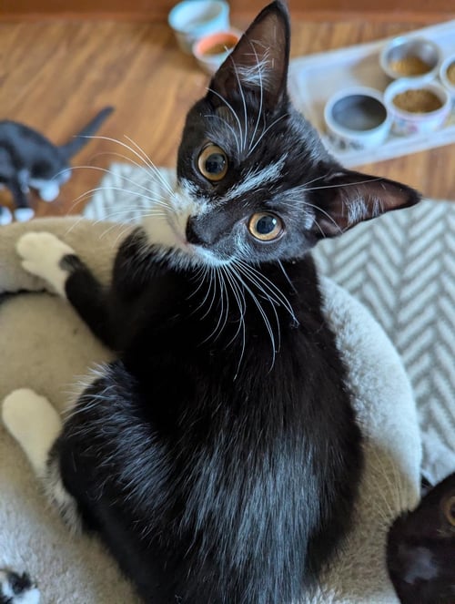 PRINCESS PEACH - Domestic Short Hair / Tuxedo available for adoption