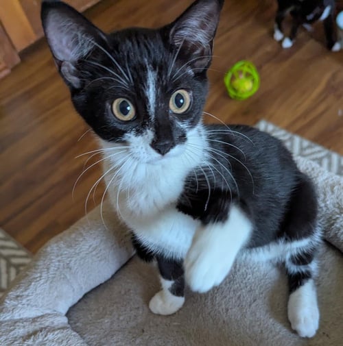 PRINCESS PEACH - Domestic Short Hair / Tuxedo available for adoption