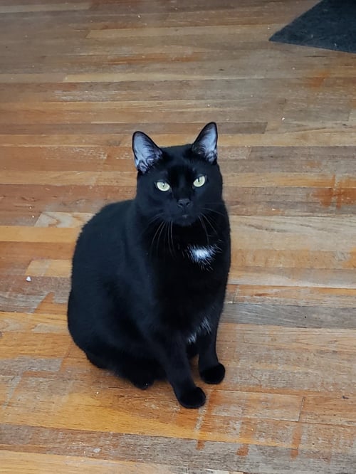 STOLI - Domestic Short Hair available for adoption