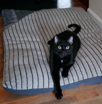 Stoli - Photo 3