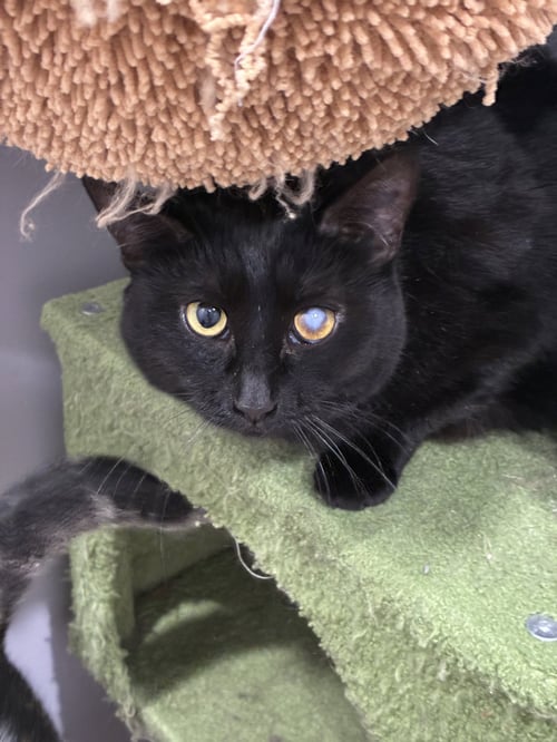 ESMERALDA - Domestic Short Hair available for adoption