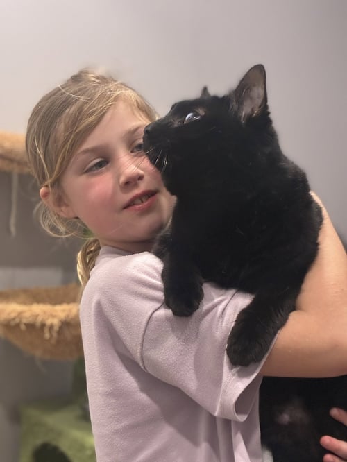 ESMERALDA - Domestic Short Hair available for adoption