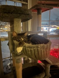 zz "Sebastian (Sebby)" courtesy listing - Photo 5