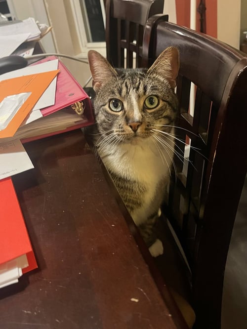 ZZ "SEBASTIAN (SEBBY)" COURTESY LISTING - Tabby available for adoption