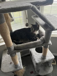 zz "Sebastian (Sebby)" courtesy listing - Photo 3