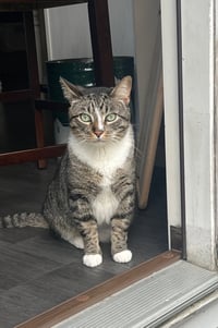 zz "Sebastian (Sebby)" courtesy listing - Photo 1