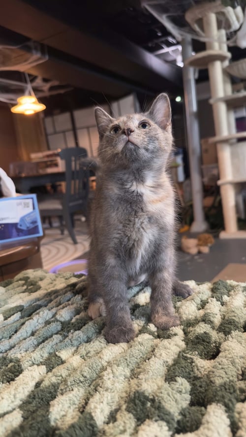 DAWN - Dilute Tortoiseshell / Domestic Short Hair available for adoption