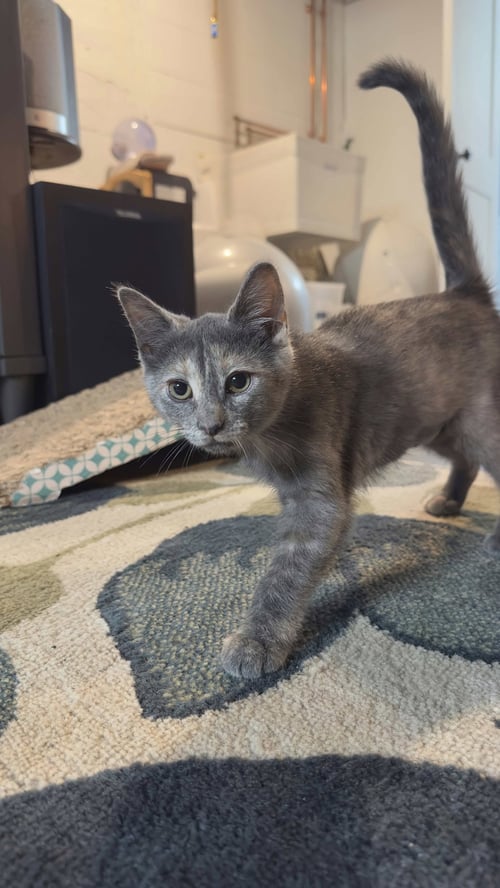 DAWN - Dilute Tortoiseshell / Domestic Short Hair available for adoption