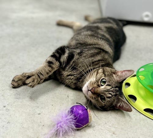 MILOVENTI - Domestic Short Hair / Tabby available for adoption