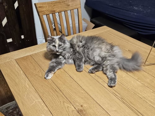 ZZ "PAPAYA" COURTESY LISTING - Tortoiseshell available for adoption