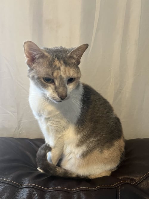 ZZ "KEZIA" COURTESY LISTING - Dilute Calico available for adoption