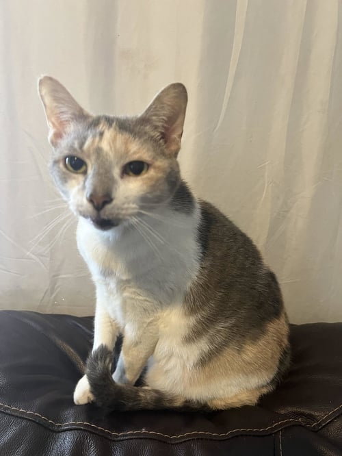 ZZ "KEZIA" COURTESY LISTING - Dilute Calico available for adoption