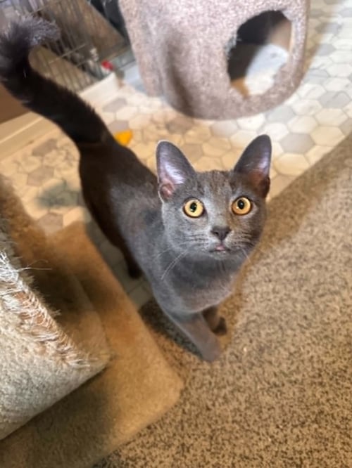NAOMI - Russian Blue / Domestic Short Hair available for adoption