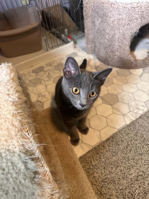 NAOMI - Russian Blue / Domestic Short Hair available for adoption