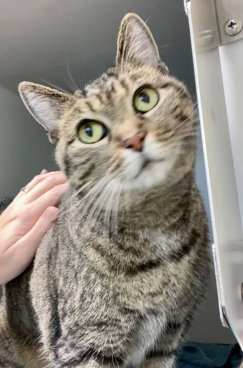 ZZ "MADDIE" COURTESY LISTING - Tabby available for adoption