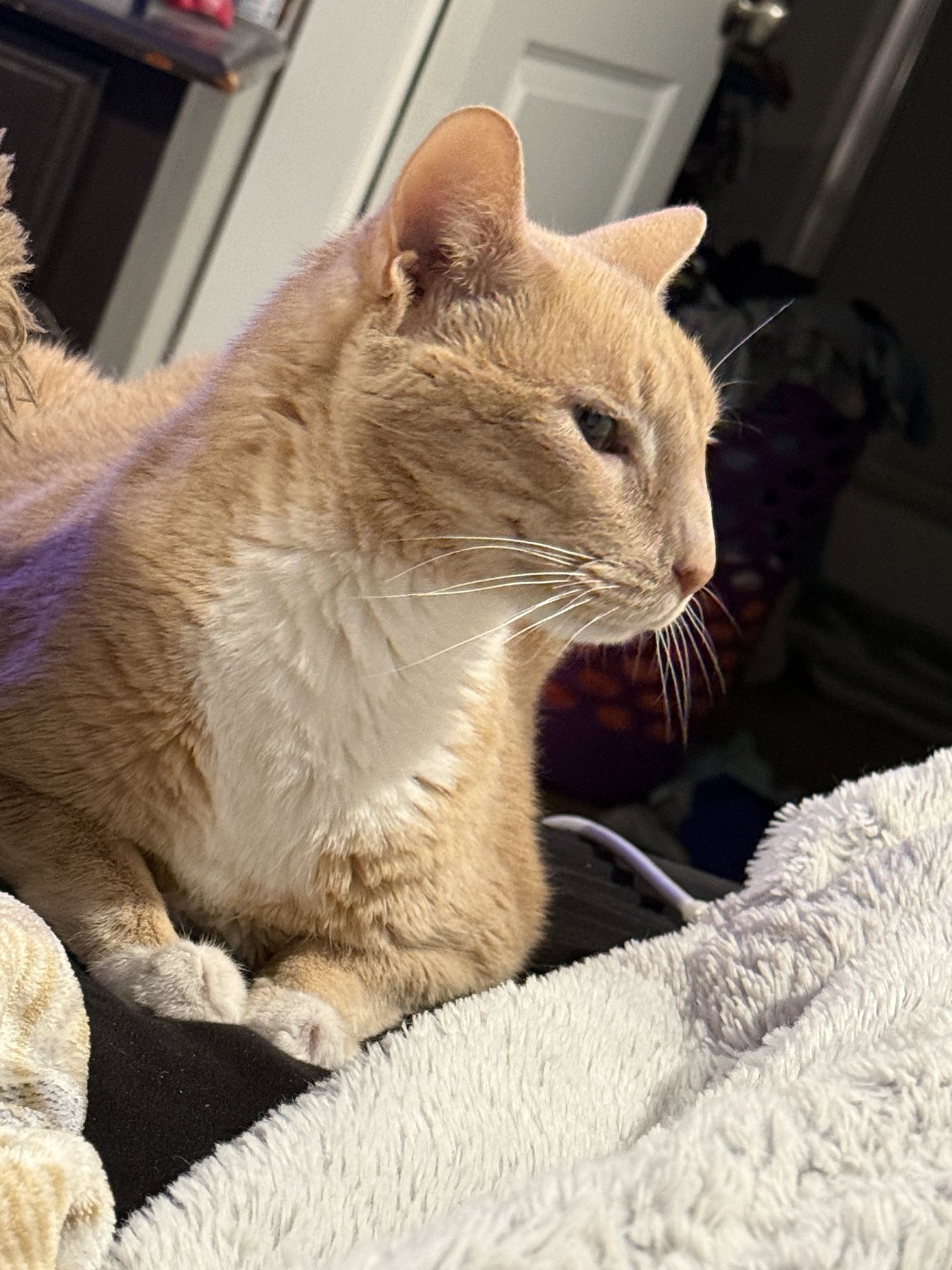 ZZ "HARLEY" COURTESY LISTING - Tabby available for adoption