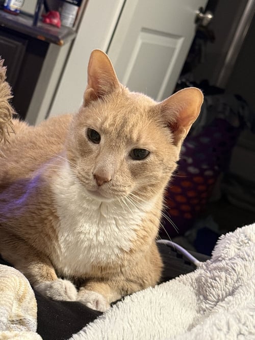 ZZ "HARLEY" COURTESY LISTING - Tabby for adoption in Cincinnati