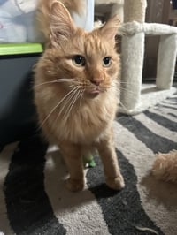 Ferdinand - Photo 1