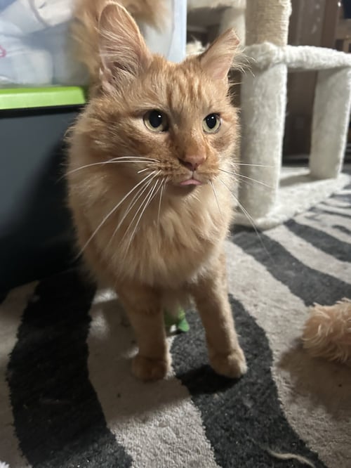 FERDINAND - Domestic Long Hair available for adoption