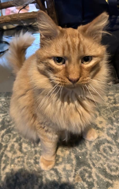 FERDINAND - Domestic Long Hair available for adoption