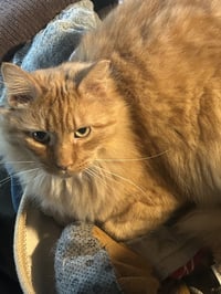 Ferdinand - Photo 3