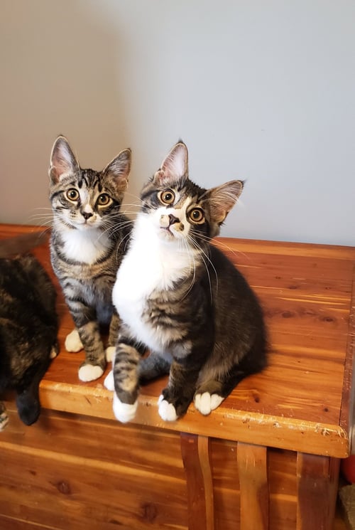 KAZOO - Domestic Medium Hair available for adoption