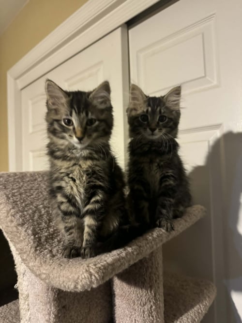 LILO - Tabby / Domestic Long Hair available for adoption