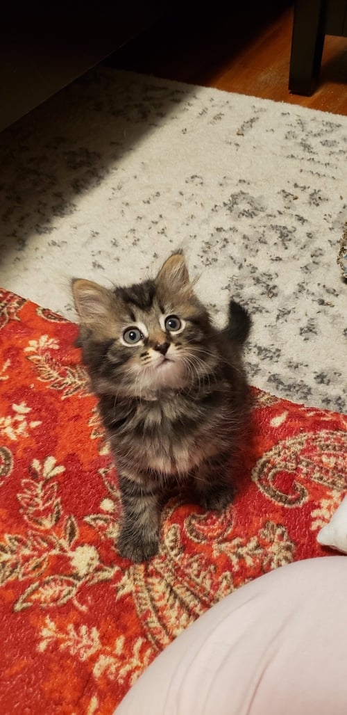 LILO - Tabby / Domestic Long Hair available for adoption