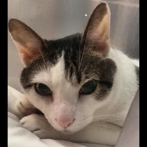 ZZ "FELIX" COURTESY LISTING - Domestic Short Hair available for adoption