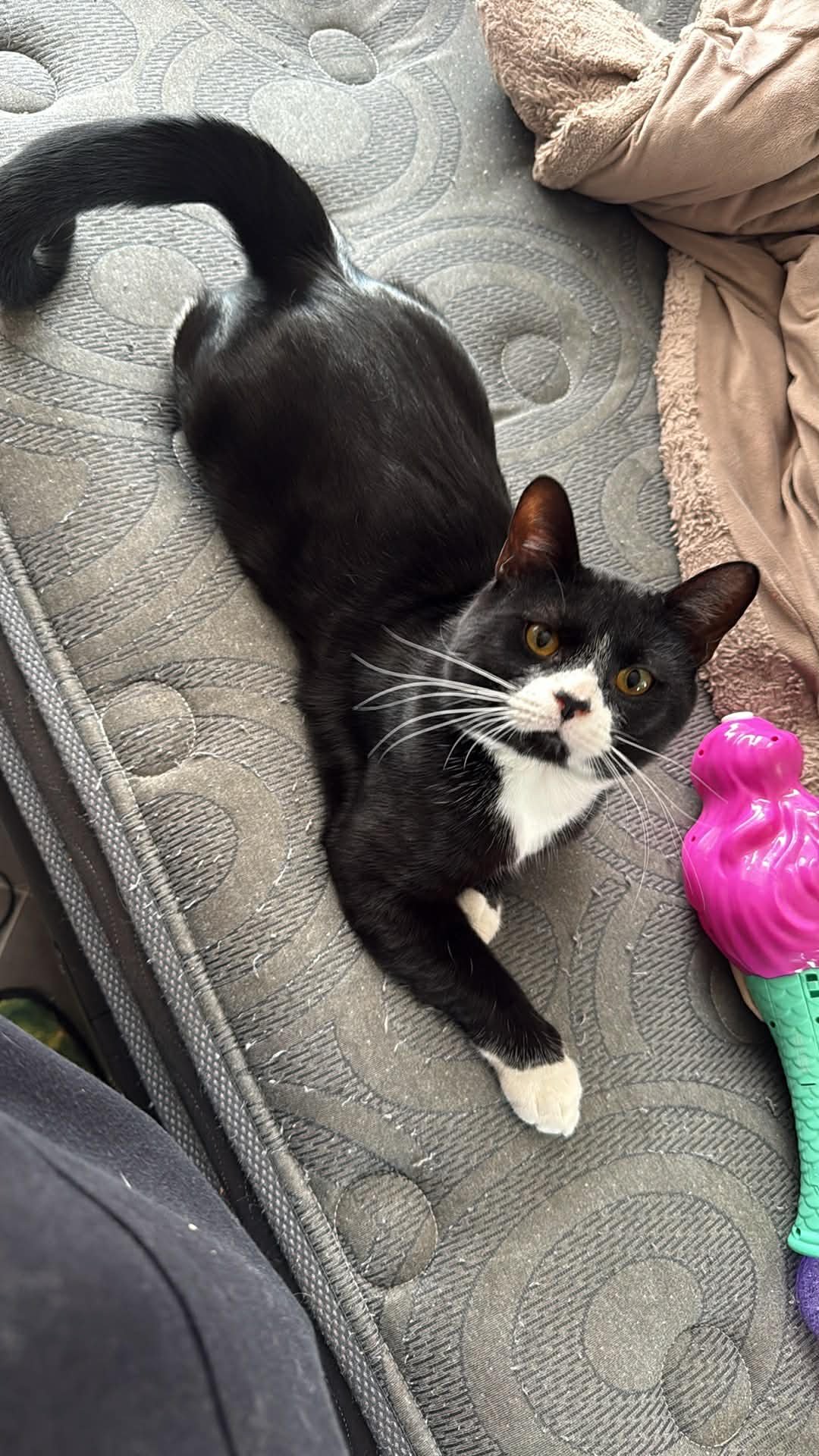 SYLVESTOR - Tuxedo / Domestic Short Hair available for adoption