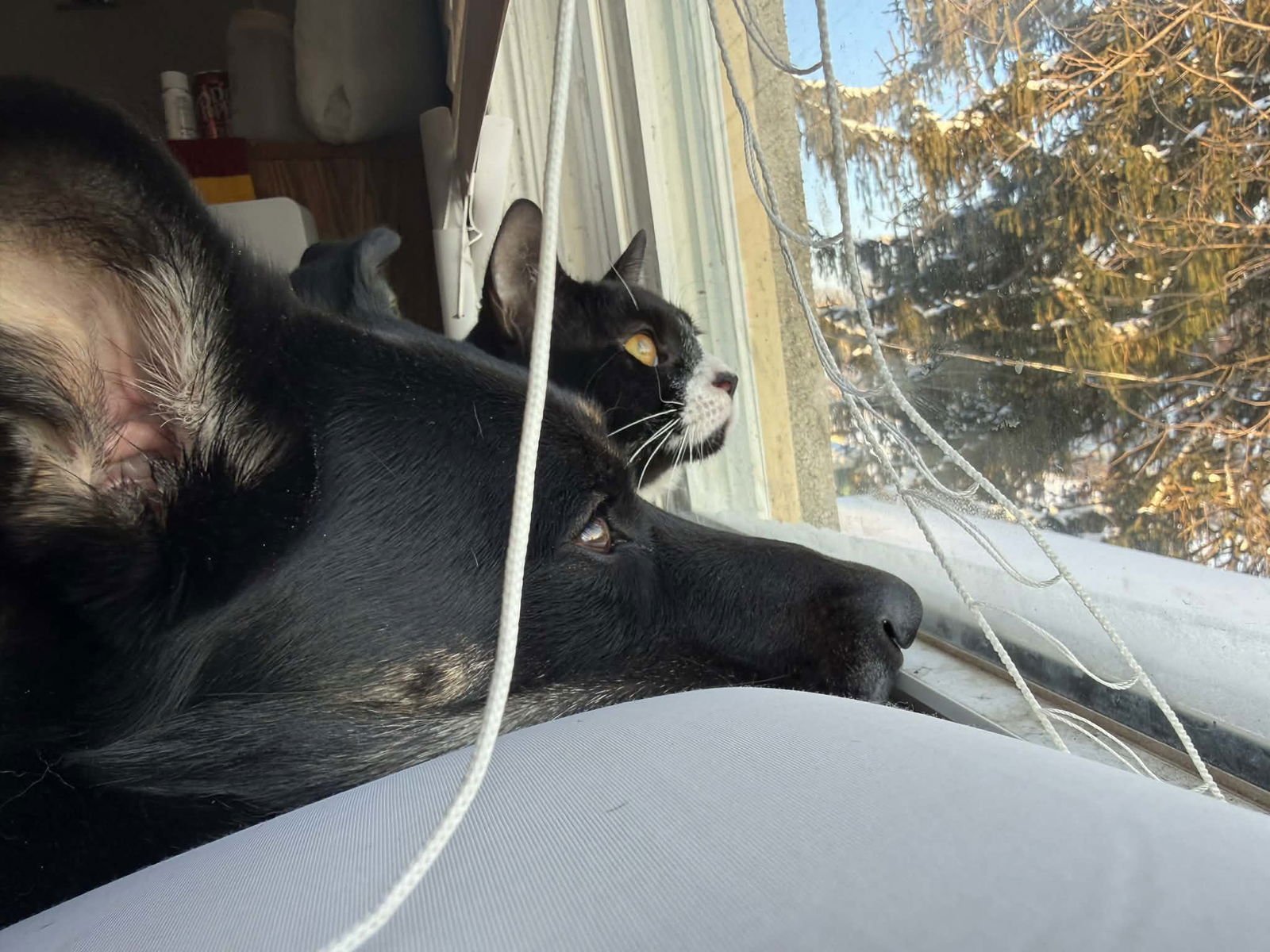 SYLVESTOR - Tuxedo / Domestic Short Hair available for adoption