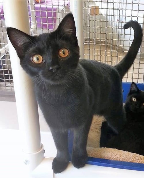 FLASH (I LIKE ICE CREAM!) - Domestic Short Hair available for adoption