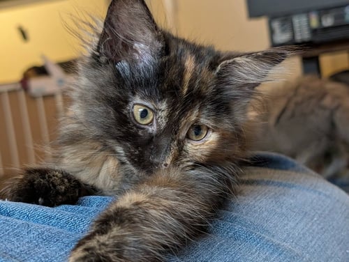 FOUR ROSES - Domestic Long Hair available for adoption