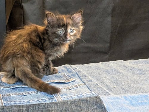 FOUR ROSES - Domestic Long Hair available for adoption