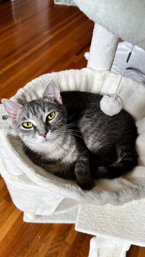 MADELEINE - Tabby / Domestic Short Hair available for adoption