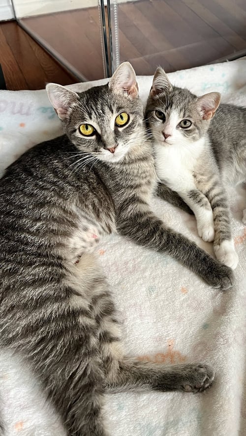 MADELEINE - Tabby / Domestic Short Hair available for adoption