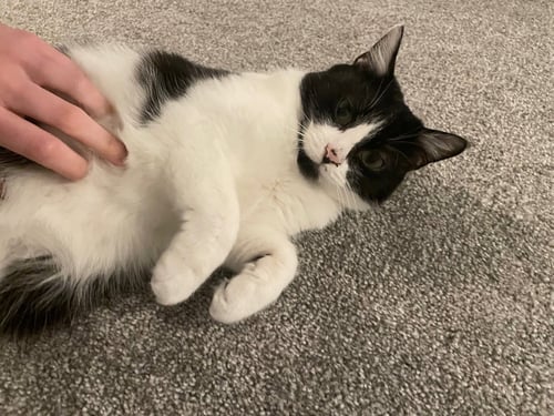 ZZ "EVEREST" COURTESY LISTING - Tuxedo available for adoption