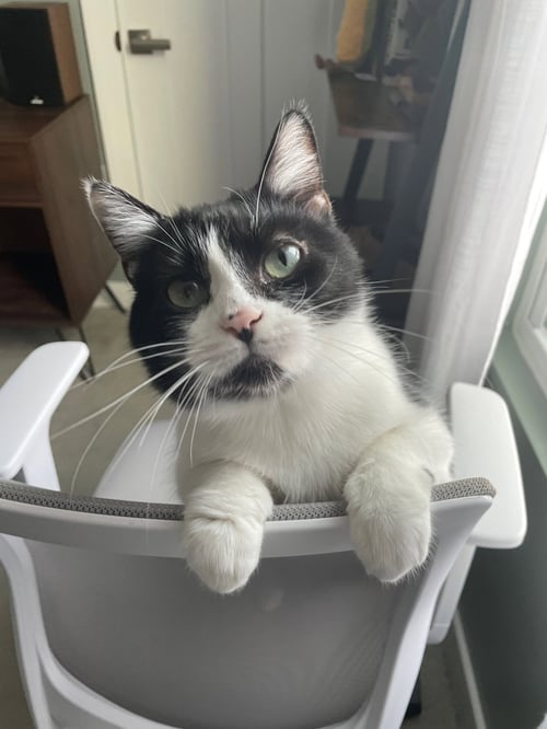 ZZ "EVEREST" COURTESY LISTING - Tuxedo available for adoption