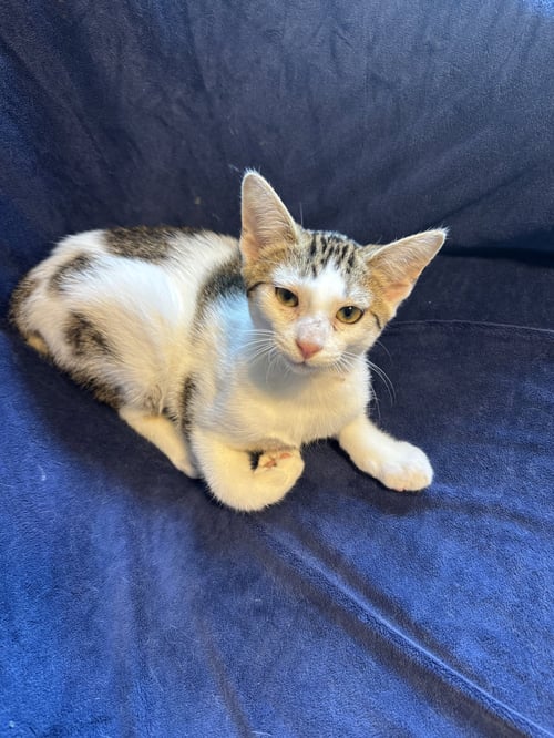 LEO - Domestic Short Hair available for adoption