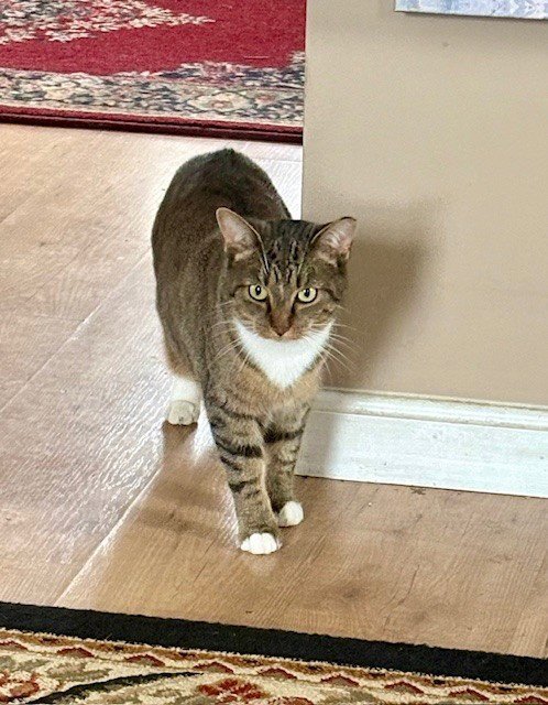 ZZ "ATHENA" COURTESY LISTING - Domestic Short Hair / Tabby available for adoption
