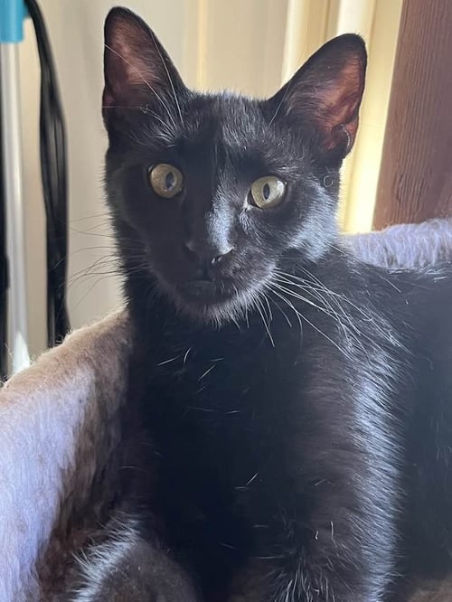 MYSTIK - Domestic Short Hair / Siamese available for adoption