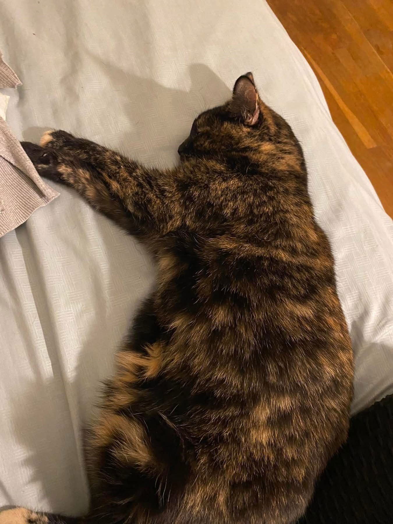 ZZ "QUEENIE" COURTESY LISTING - Tortoiseshell available for adoption