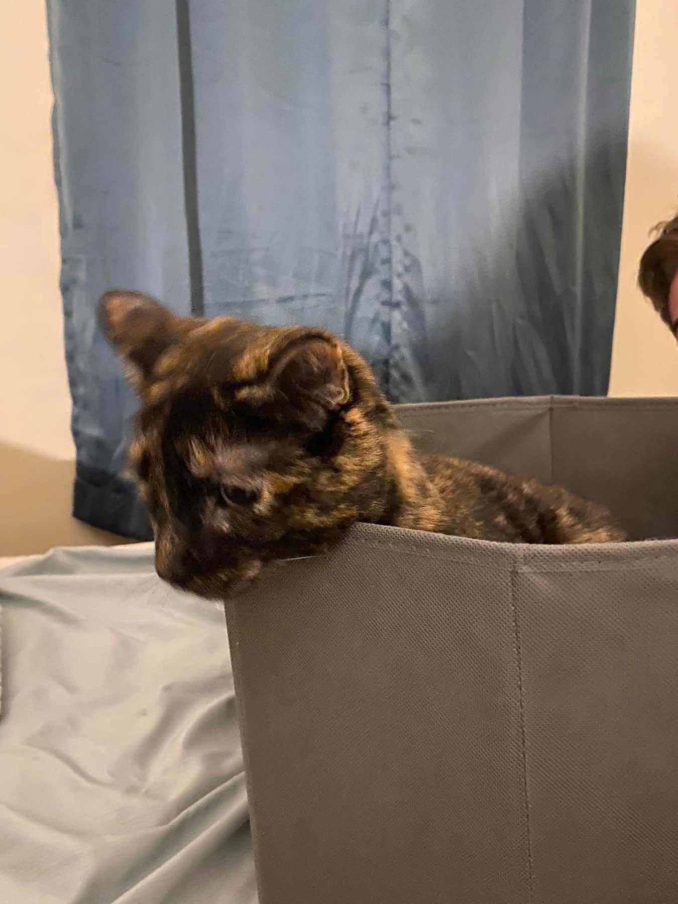 zz "Queenie" courtesy listing - Photo 3