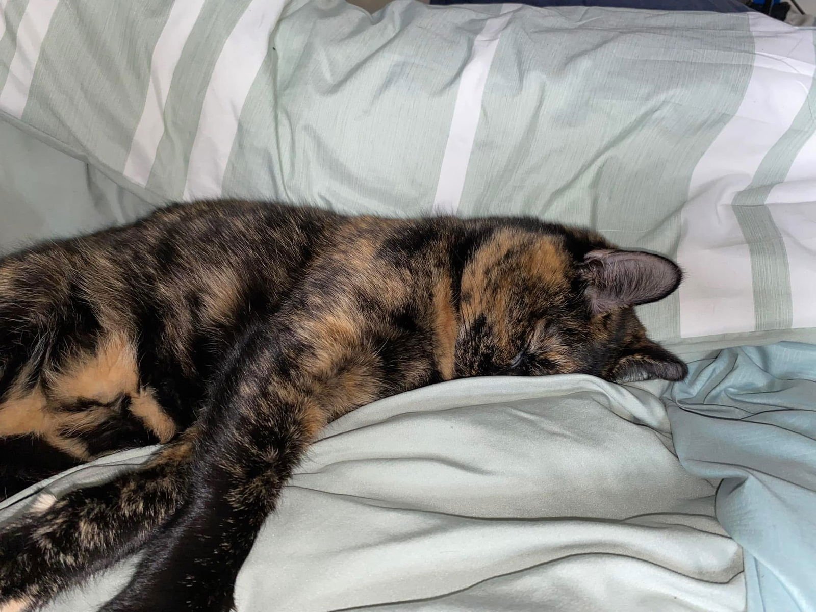 zz "Queenie" courtesy listing - Photo 4