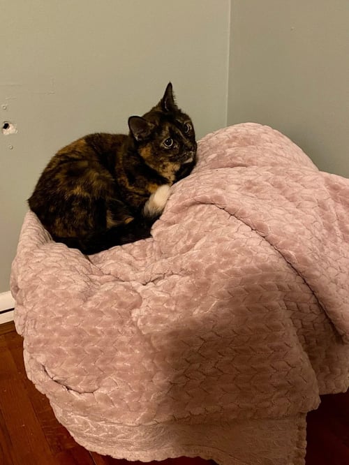 ZZ "QUEENIE" COURTESY LISTING - Tortoiseshell for adoption in Cincinnati