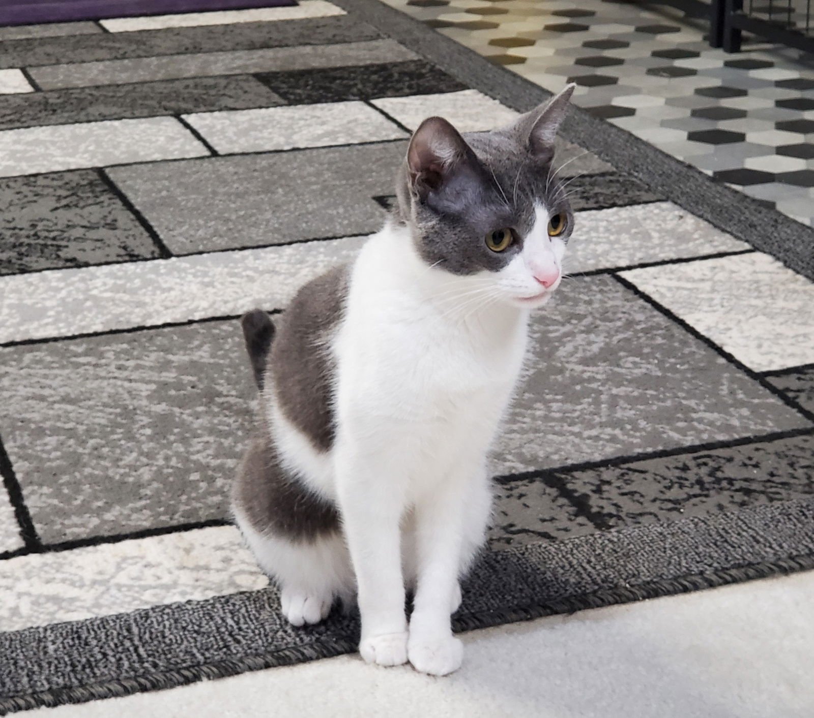 LEONA - Domestic Short Hair available for adoption