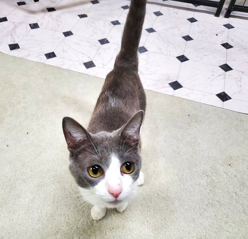 LEONA - Domestic Short Hair available for adoption