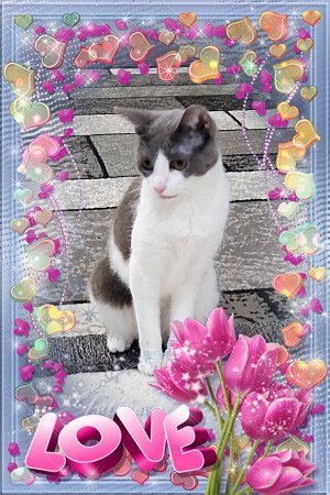 LEONA - Domestic Short Hair available for adoption