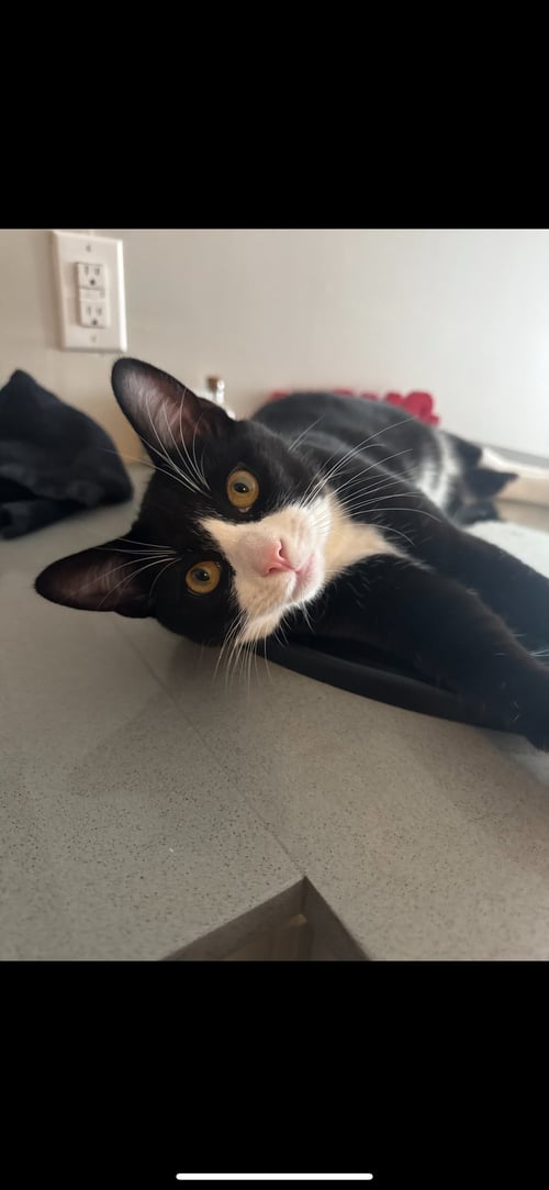 ZZ "MICKEY" COURTESY LISTING - Tuxedo available for adoption