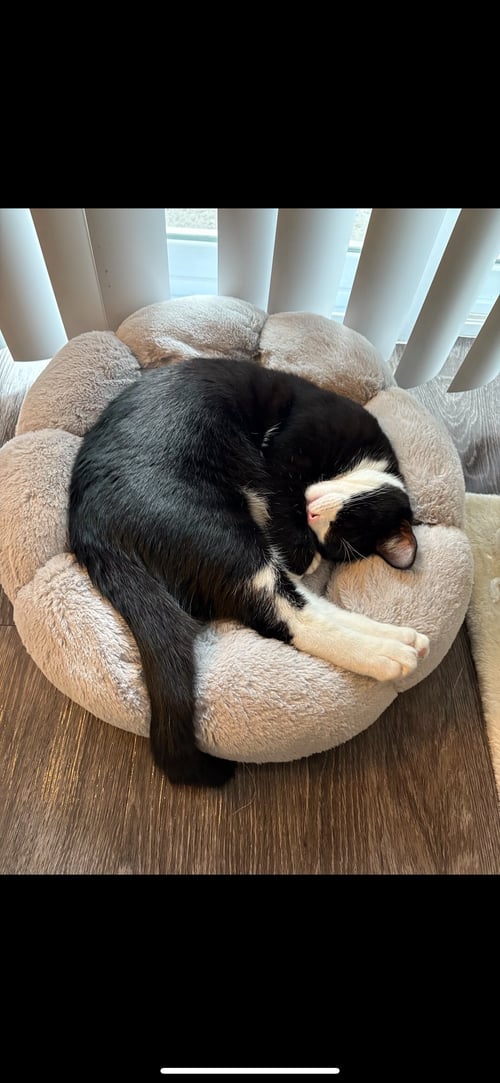 ZZ "MICKEY" COURTESY LISTING - Tuxedo available for adoption